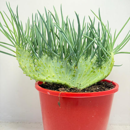 Mermaid Tail : Crested Senecio Talinoides - Narrow Leaf Chalk Stick #516