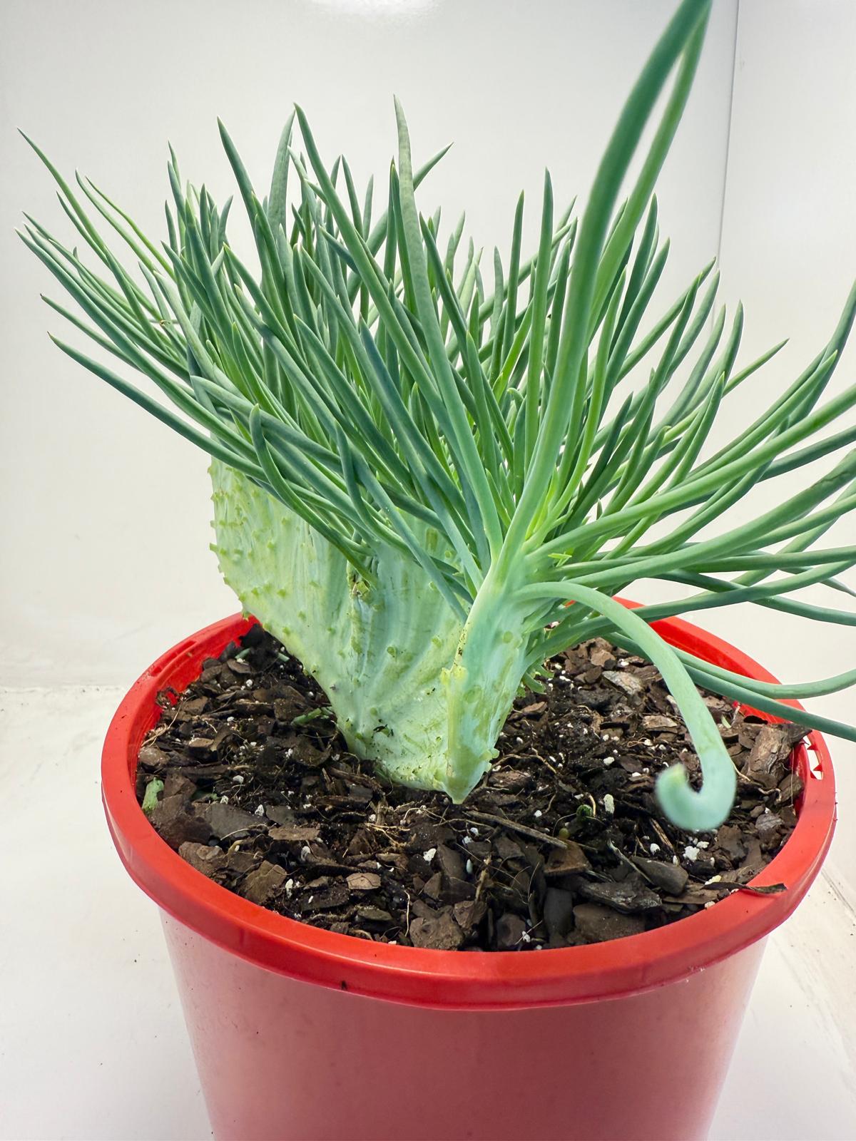 Mermaid Tail : Crested Senecio Talinoides - Narrow Leaf Chalk Stick #516