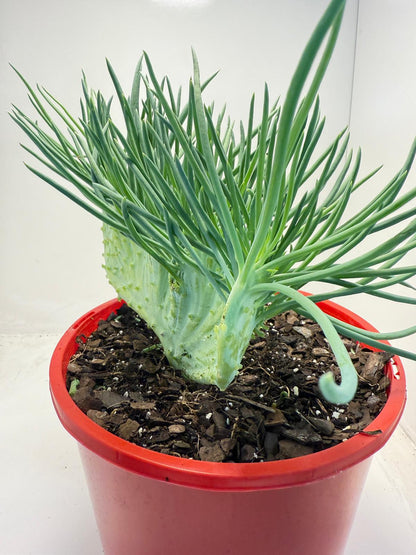 Mermaid Tail : Crested Senecio Talinoides - Narrow Leaf Chalk Stick #516