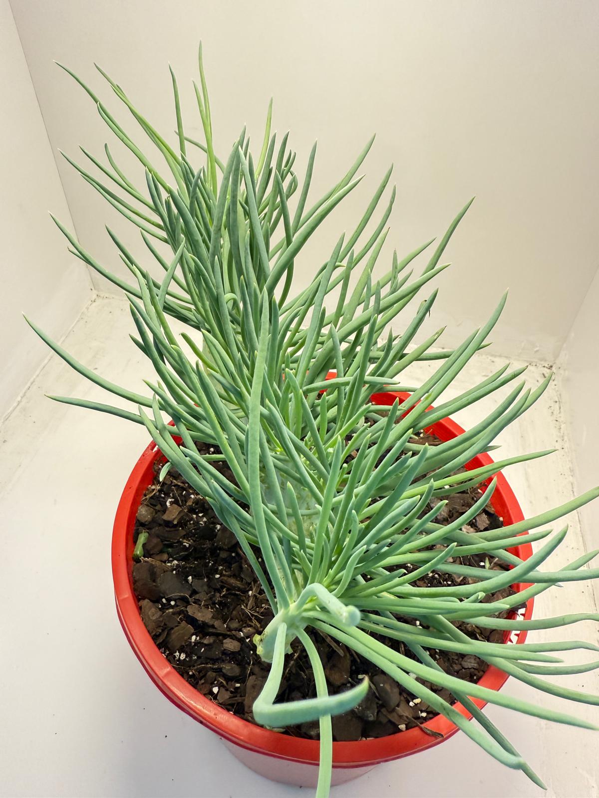 Mermaid Tail : Crested Senecio Talinoides - Narrow Leaf Chalk Stick #516