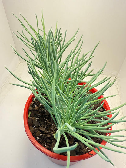 Mermaid Tail : Crested Senecio Talinoides - Narrow Leaf Chalk Stick #516