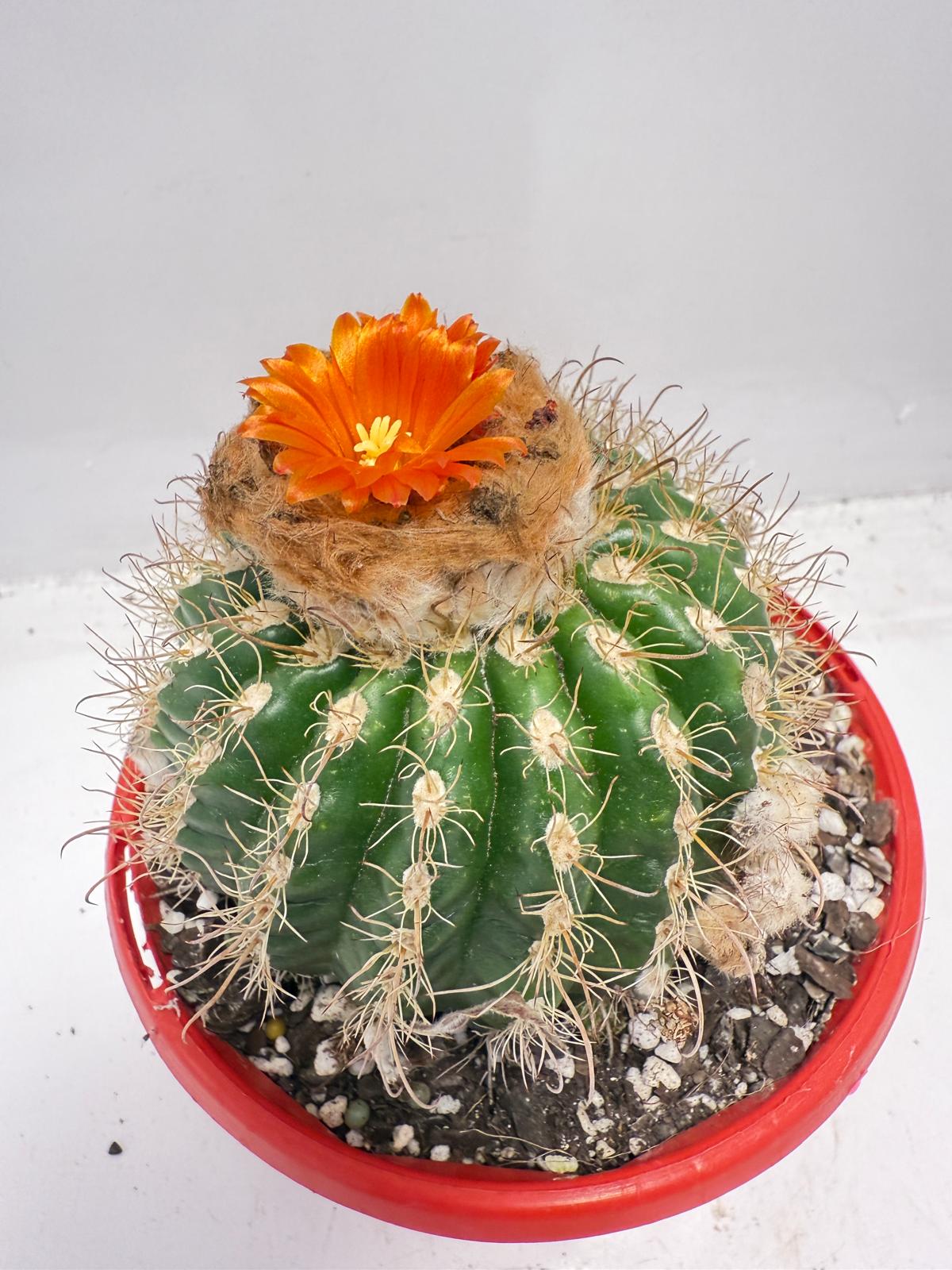 Parodia tuberculata 130mm– Low-Growing Desert Cactus for Pots and Rock Gardens