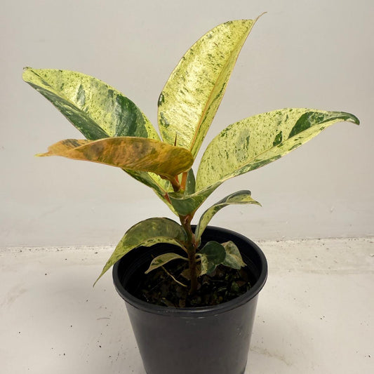 Ficus Shivereana - 100mm | Rare Twisted-Trunk Indoor Tree