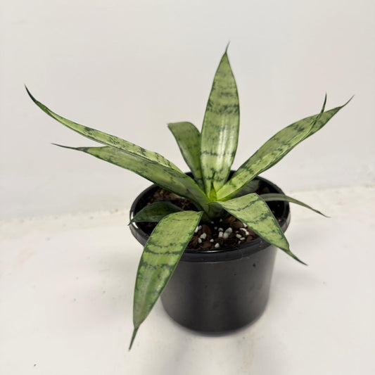Sansevieria Silver Prices –130mm |  Upright Silver-Green Snake Plant