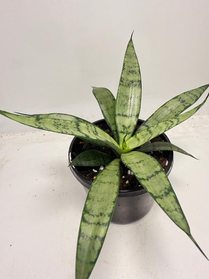 Sansevieria Silver Prices –130mm |  Upright Silver-Green Snake Plant