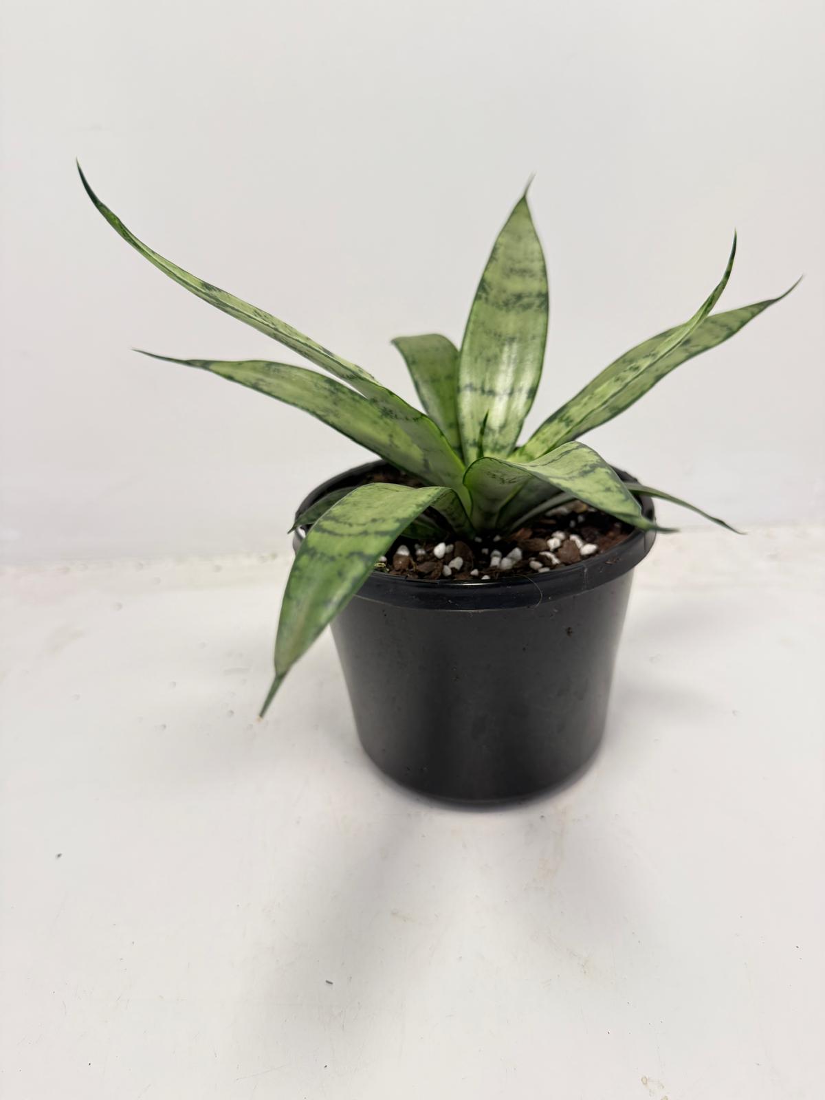 Sansevieria Silver Prices –130mm |  Upright Silver-Green Snake Plant