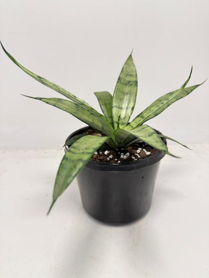 Sansevieria Silver Prices –130mm |  Upright Silver-Green Snake Plant