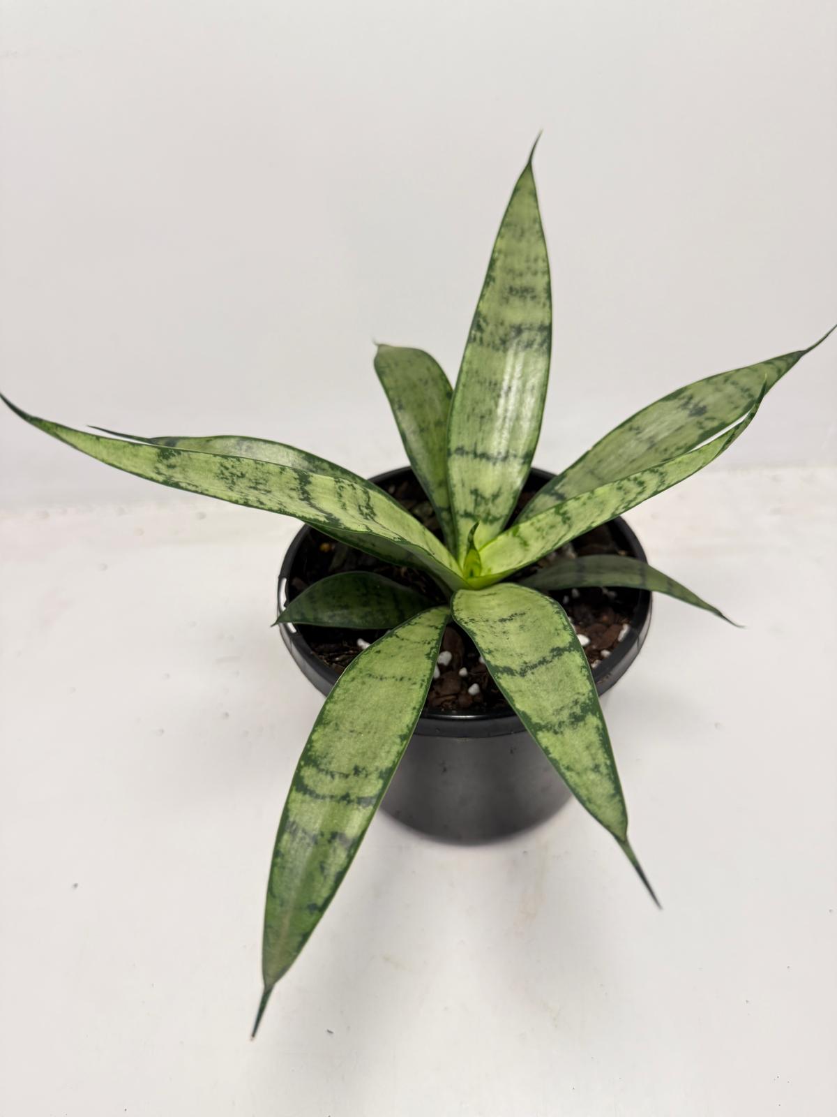 Sansevieria Silver Prices –130mm |  Upright Silver-Green Snake Plant