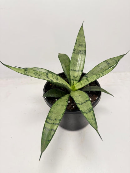 Sansevieria Silver Prices –130mm |  Upright Silver-Green Snake Plant