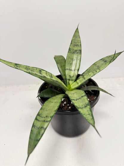 Sansevieria Silver Prices –130mm |  Upright Silver-Green Snake Plant