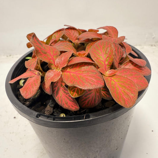 Fittonia ‘Red Flame’ – Vibrant Red Veined Nerve Plant | 100mm