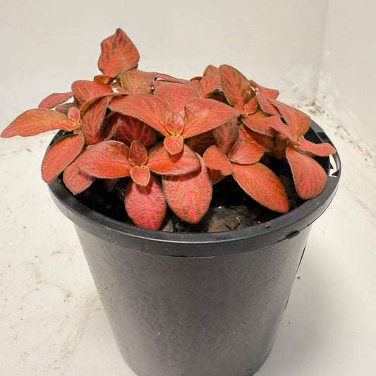 Fittonia ‘Red Flame’ – Vibrant Red Veined Nerve Plant | 100mm
