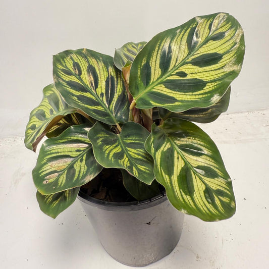 Calathea makoyana – Peacock Plant with Patterned Leaves | 130mm