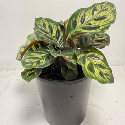 Calathea makoyana – Peacock Plant | 130mm