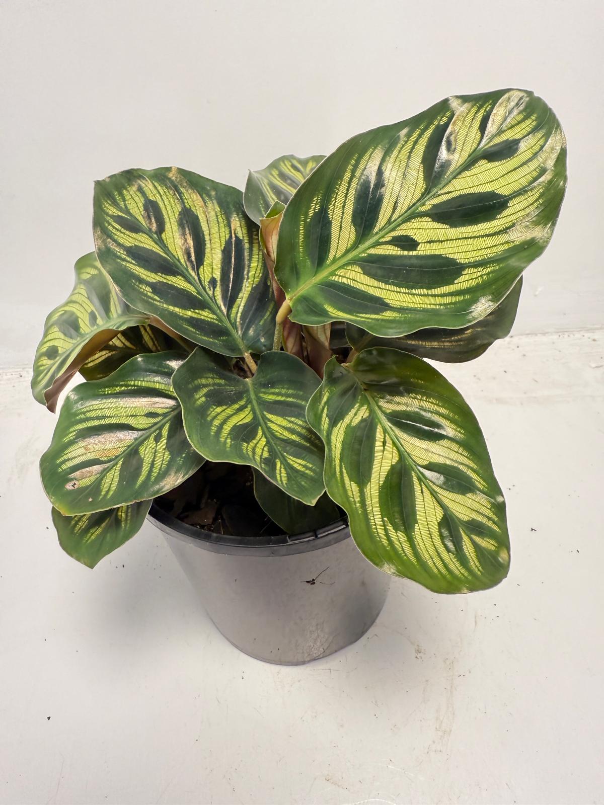 Calathea makoyana – Peacock Plant | 130mm