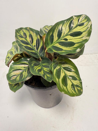 Calathea makoyana – Peacock Plant | 130mm