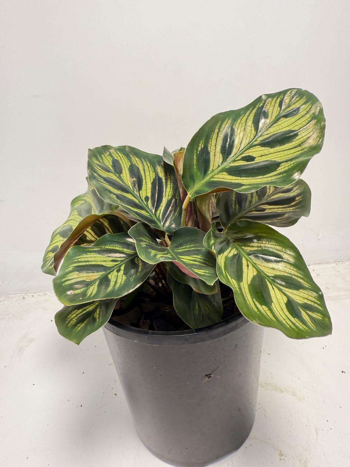Calathea makoyana – Peacock Plant | 130mm
