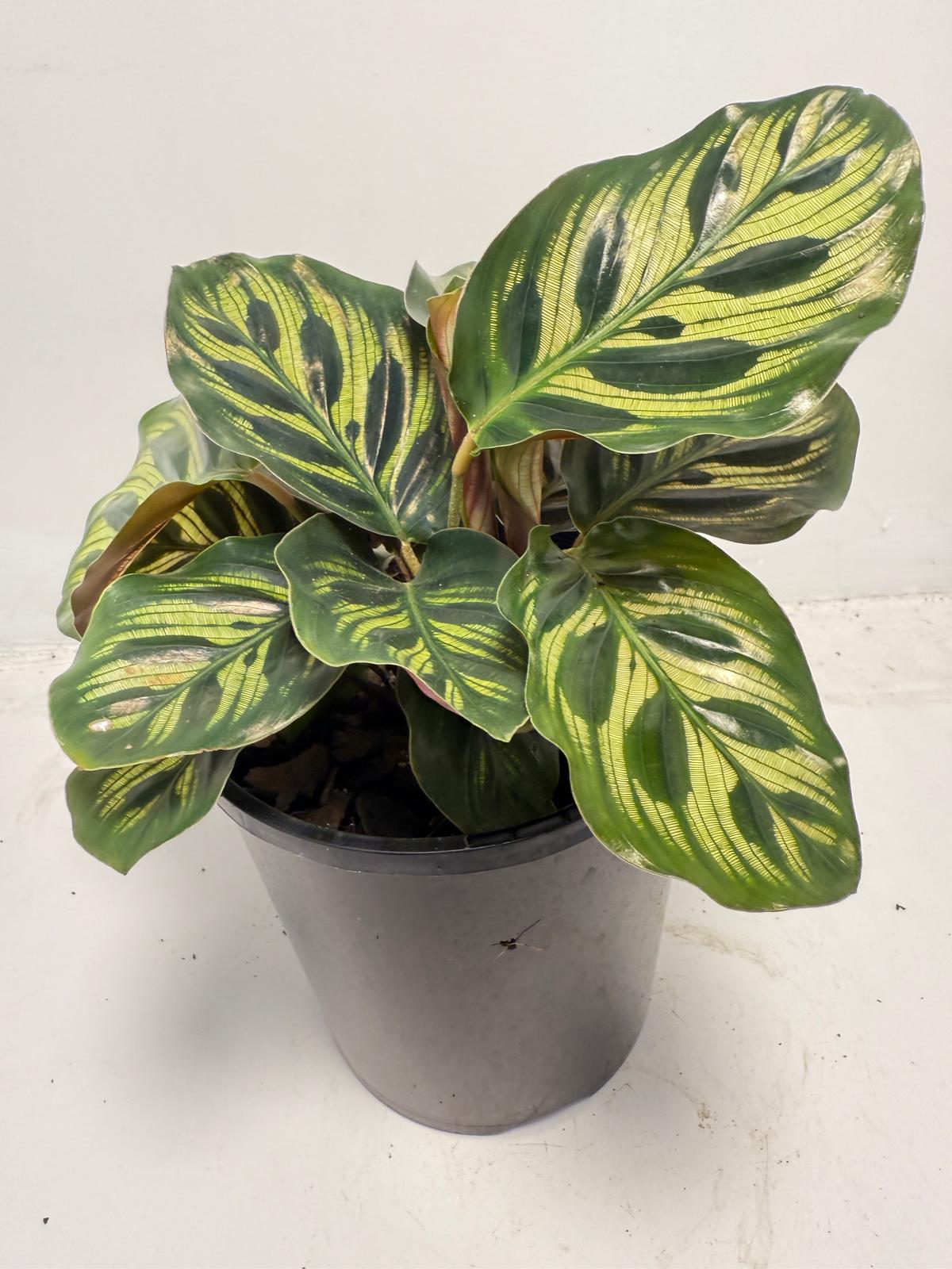 Calathea makoyana – Peacock Plant | 130mm