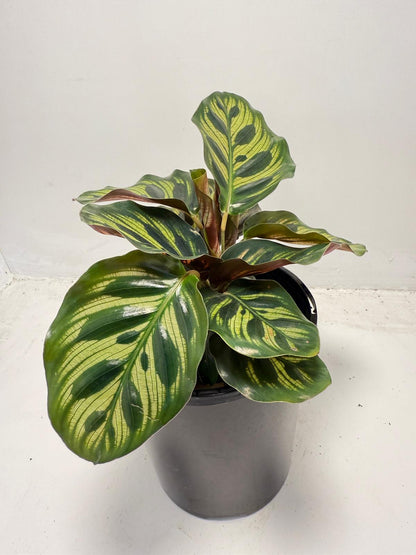 Calathea makoyana – Peacock Plant | 130mm