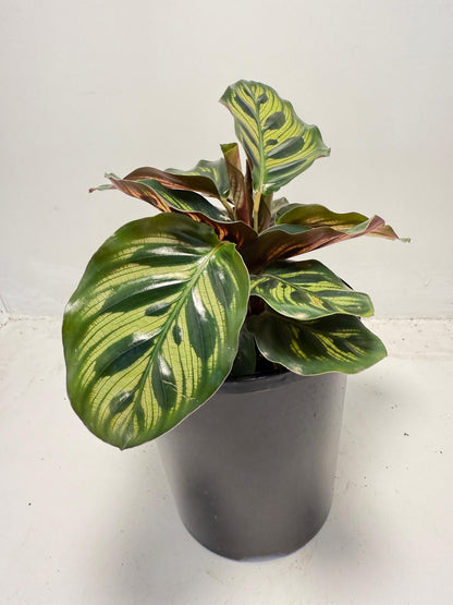 Calathea makoyana – Peacock Plant | 130mm