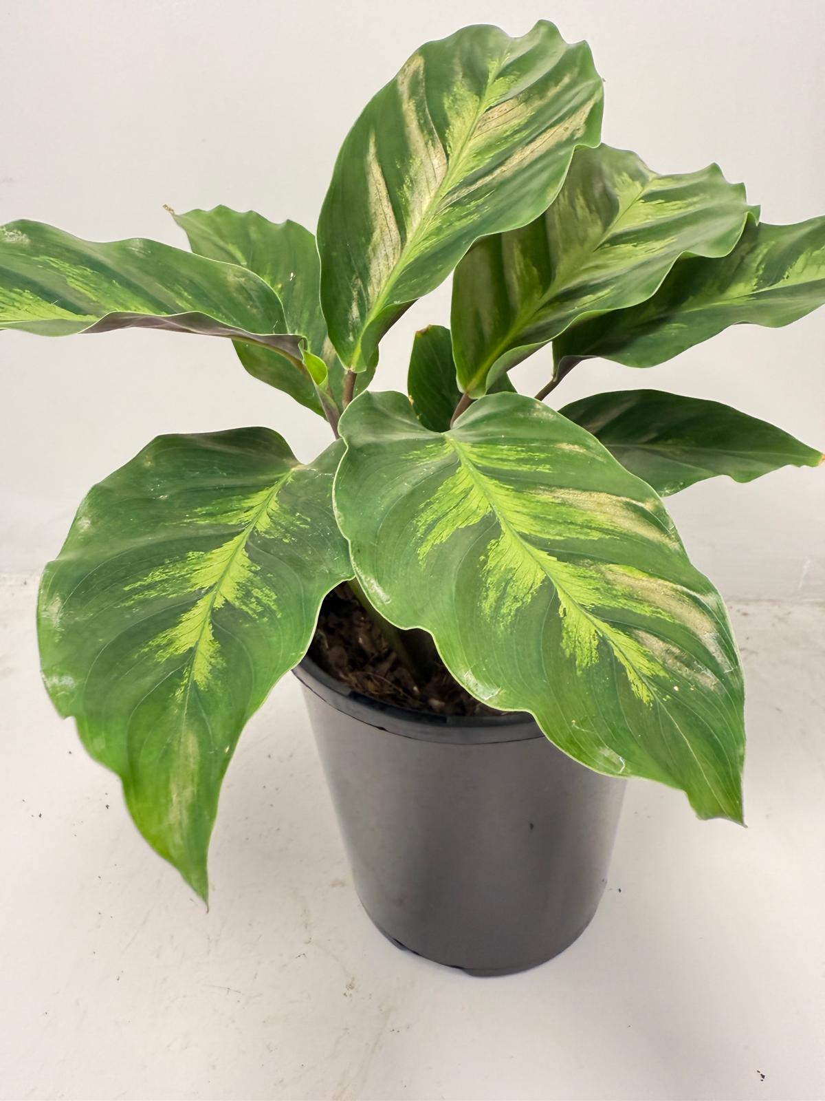 Calathea ‘Thai Beauty’ – Striking Variegated Tropical Plant | 100mm