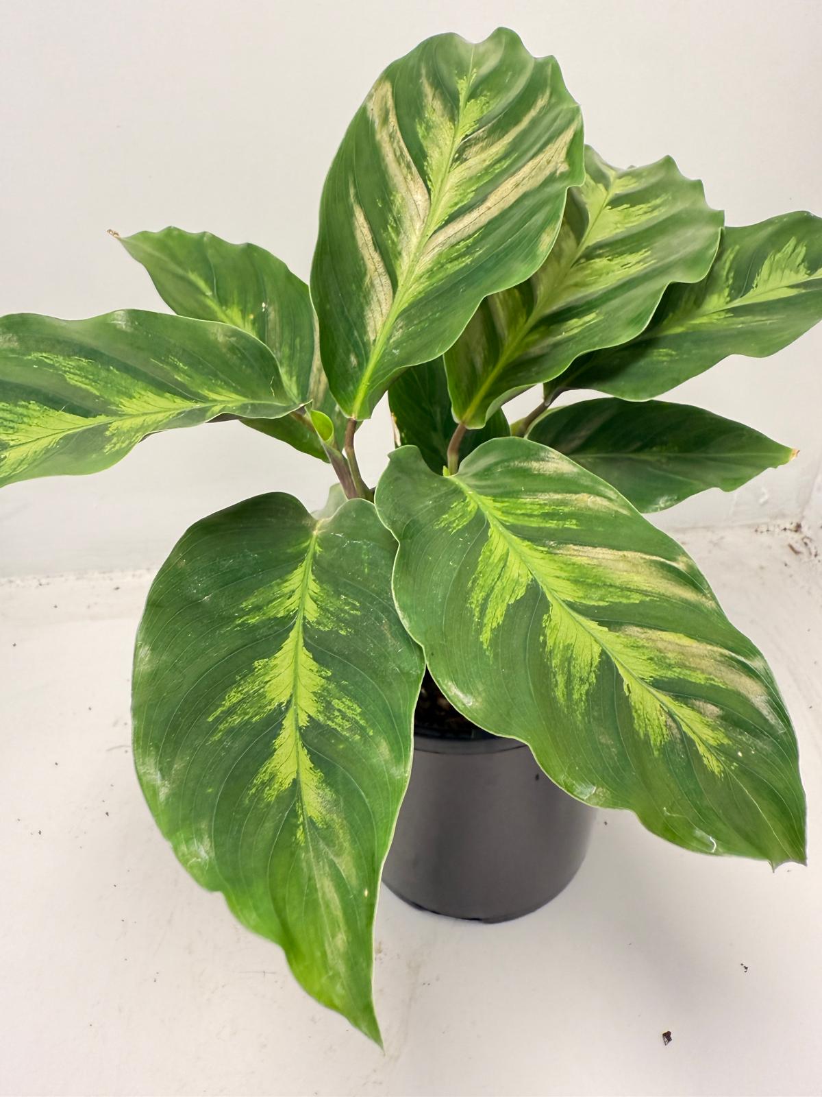 Calathea ‘Thai Beauty’ – Striking Variegated Tropical Plant | 100mm