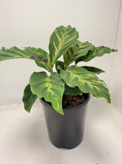 Calathea ‘Thai Beauty’ – Striking Variegated Tropical Plant | 100mm
