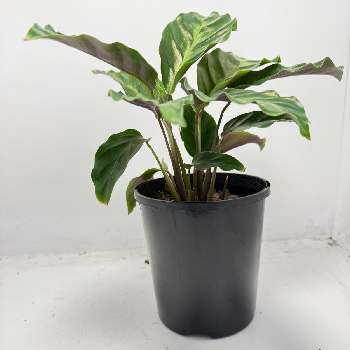 Calathea ‘Thai Beauty’ – Striking Variegated Tropical Plant | 100mm