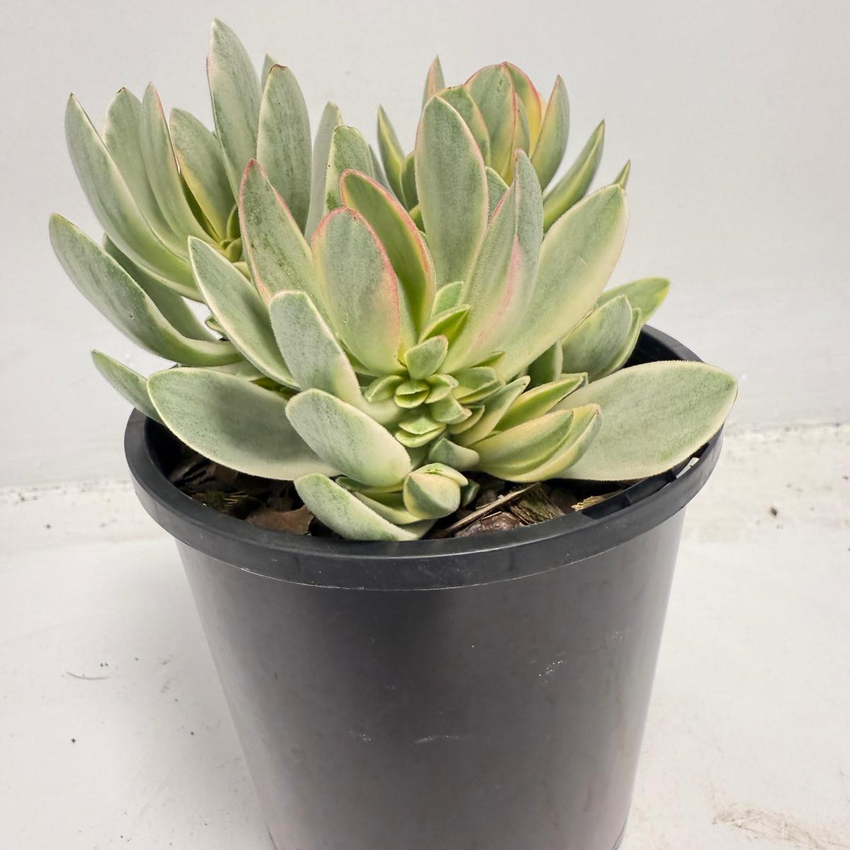Crassula ‘Money Maker’ Variegated – Sculptural Succulent with Variegated Leaves |100mm