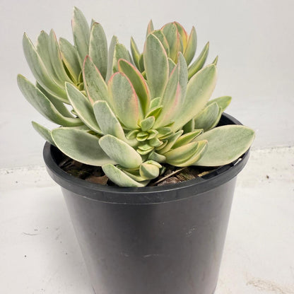 Crassula ‘Money Maker’ Variegated – Sculptural Succulent with Variegated Leaves |100mm