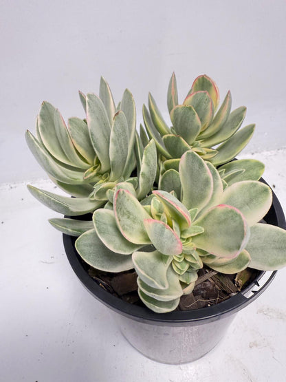 Crassula ‘Money Maker’ Variegated – Sculptural Succulent with Variegated Leaves |100mm