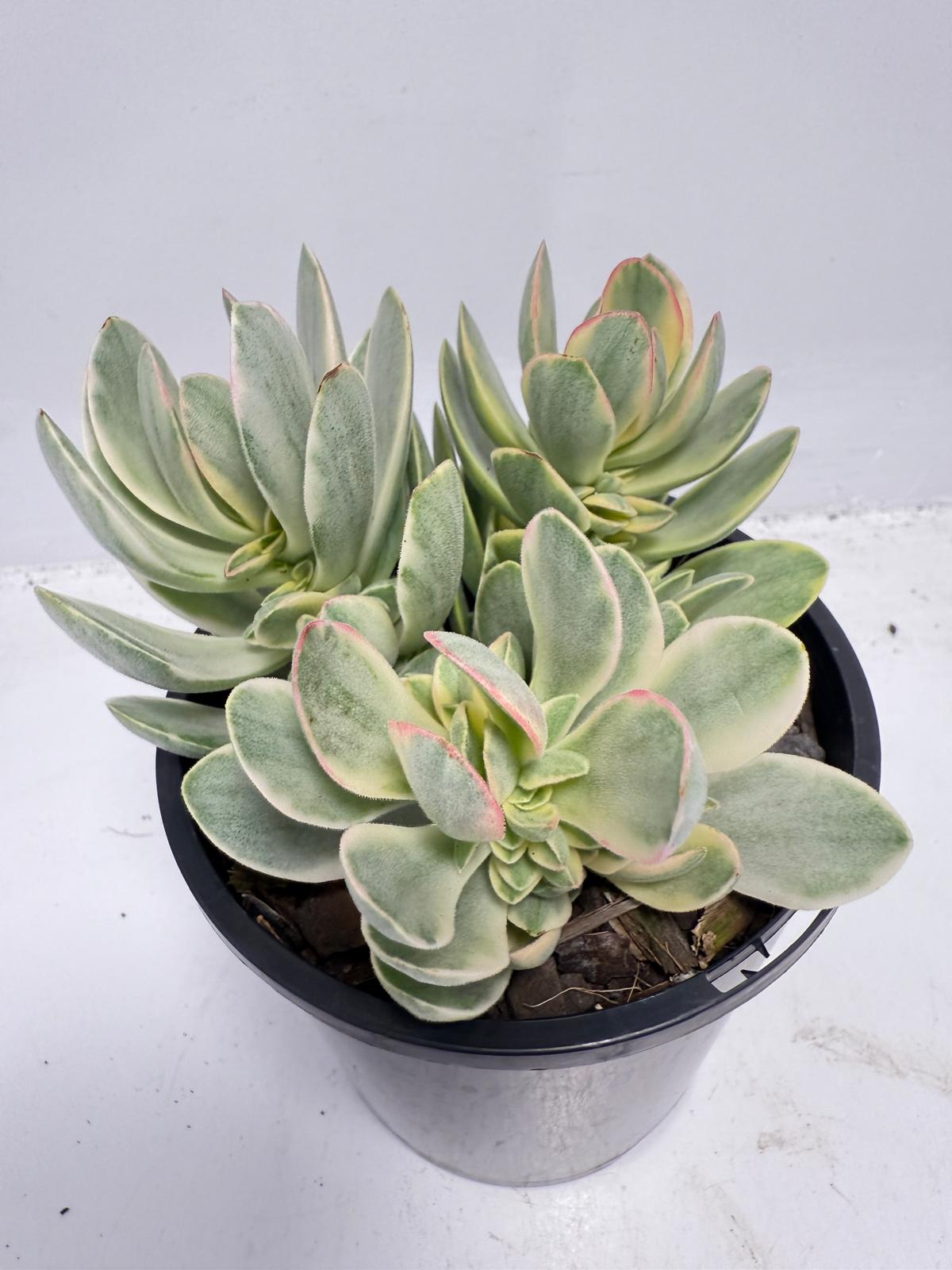 Crassula ‘Money Maker’ Variegated – Sculptural Succulent with Variegated Leaves |100mm