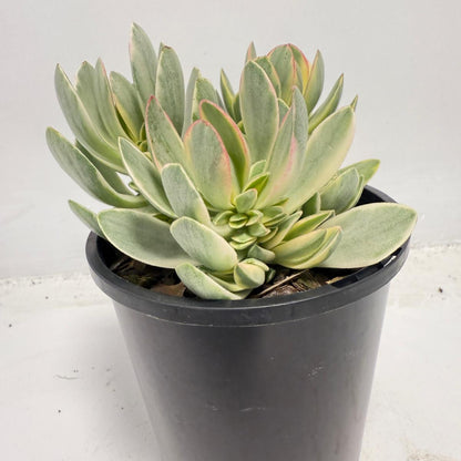 Crassula ‘Money Maker’ Variegated – Sculptural Succulent with Variegated Leaves |100mm