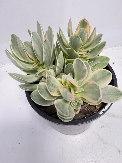 Crassula ‘Money Maker’ Variegated – Sculptural Succulent with Variegated Leaves |100mm