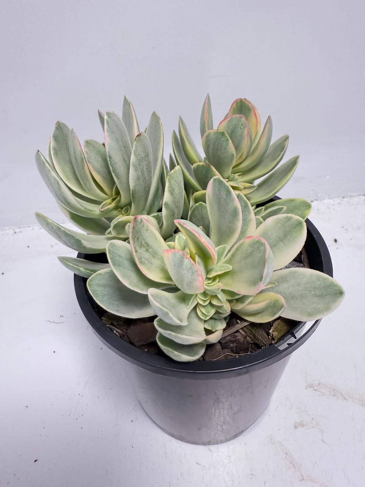 Crassula ‘Money Maker’ Variegated – Sculptural Succulent with Variegated Leaves |100mm