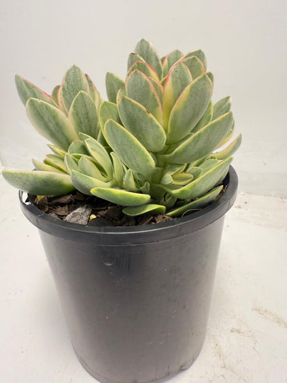Crassula ‘Money Maker’ Variegated – Sculptural Succulent with Variegated Leaves |100mm