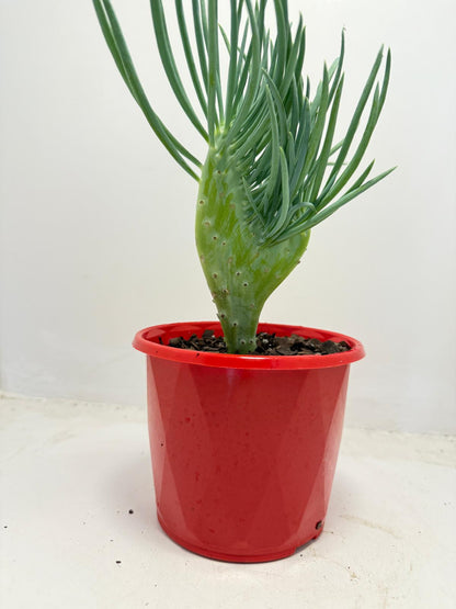 Mermaid Tail : Crested Senecio Talinoides - Narrow Leaf Chalk Stick #511