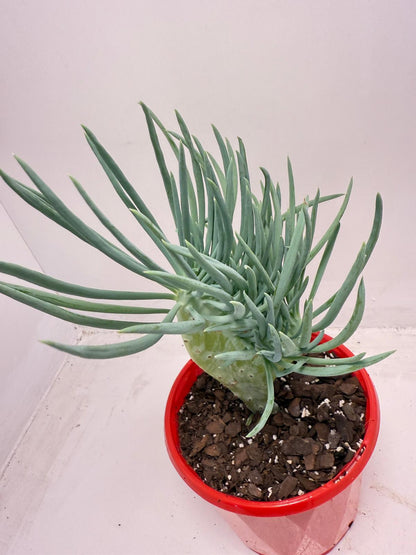 Mermaid Tail : Crested Senecio Talinoides - Narrow Leaf Chalk Stick #511