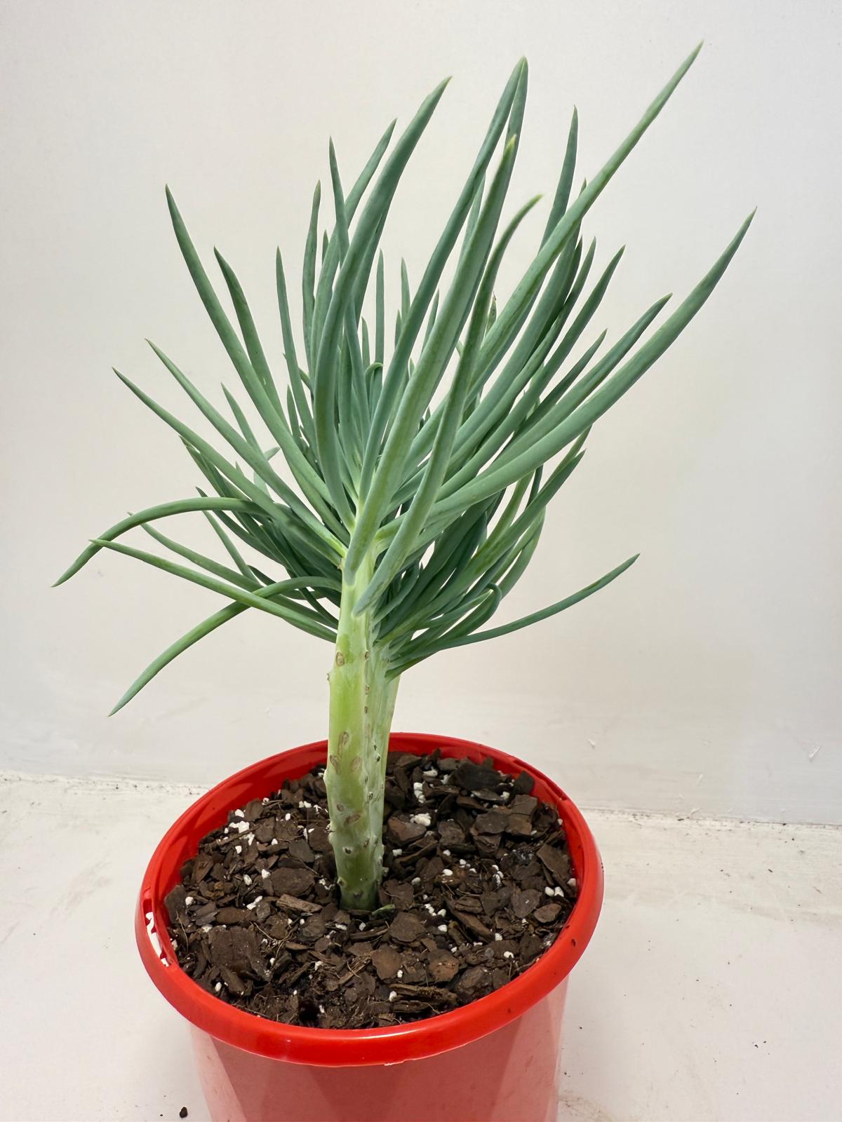 Mermaid Tail : Crested Senecio Talinoides - Narrow Leaf Chalk Stick #511