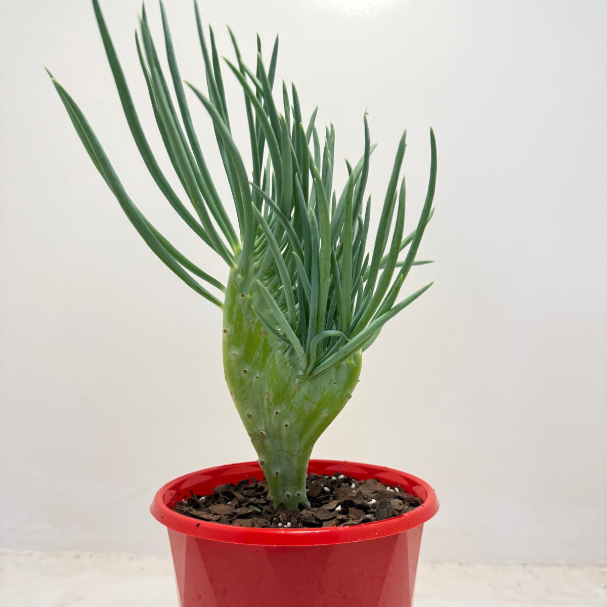 Mermaid Tail : Crested Senecio Talinoides - Narrow Leaf Chalk Stick #511