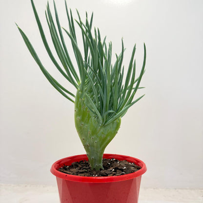 Mermaid Tail : Crested Senecio Talinoides - Narrow Leaf Chalk Stick #511