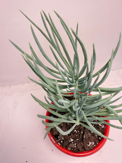 Mermaid Tail : Crested Senecio Talinoides - Narrow Leaf Chalk Stick #511