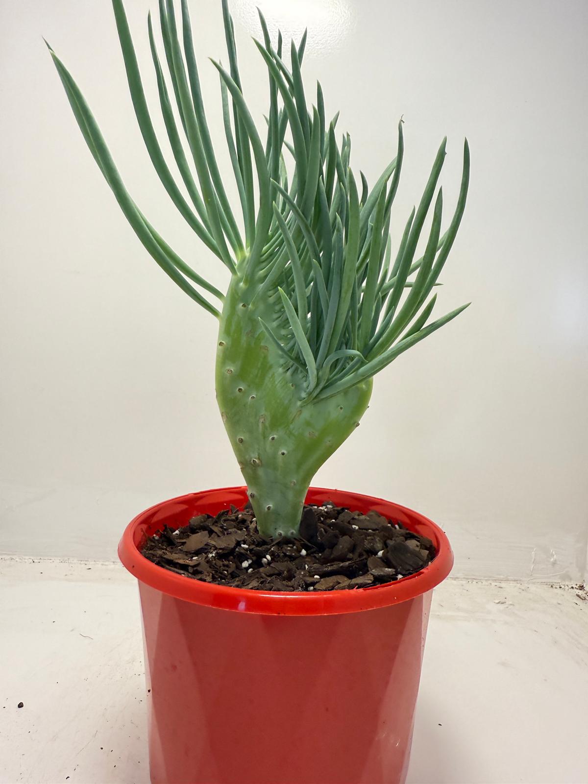 Mermaid Tail : Crested Senecio Talinoides - Narrow Leaf Chalk Stick #511