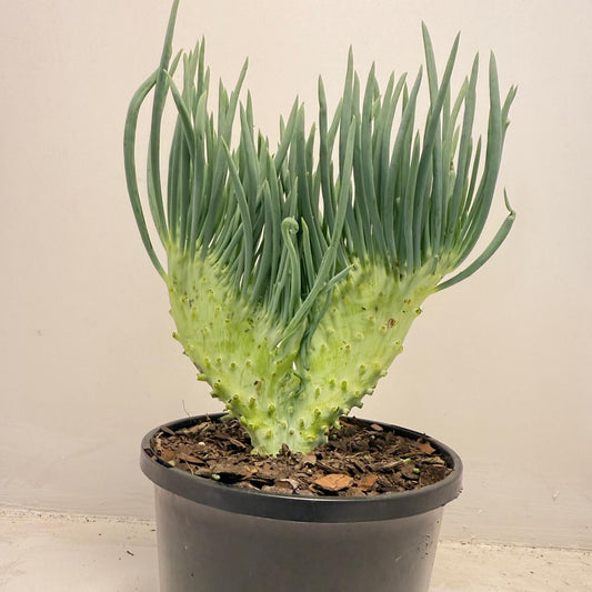 Mermaid Tail : Crested Senecio Talinoides - Narrow Leaf Chalk Stick #509