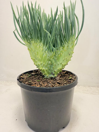 Mermaid Tail : Crested Senecio Talinoides - Narrow Leaf Chalk Stick #509