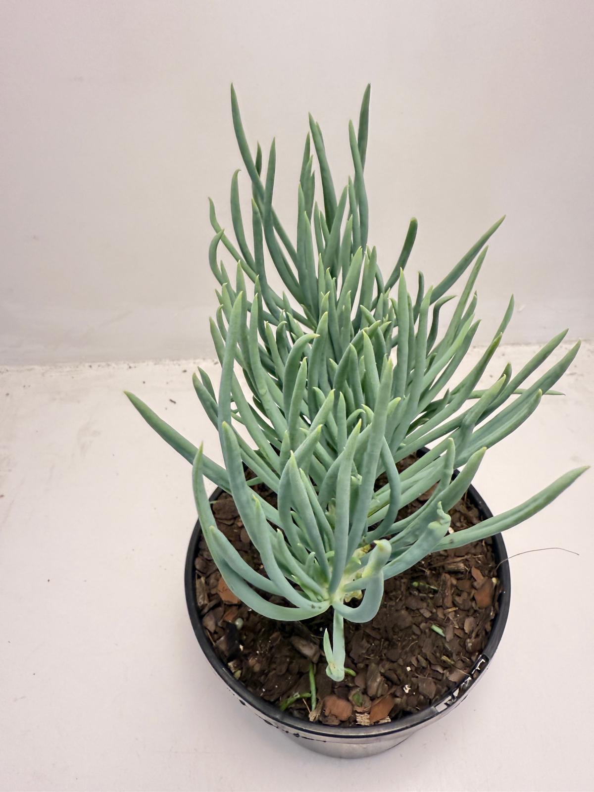 Mermaid Tail : Crested Senecio Talinoides - Narrow Leaf Chalk Stick #509