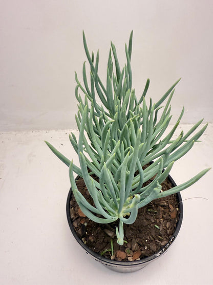 Mermaid Tail : Crested Senecio Talinoides - Narrow Leaf Chalk Stick #509