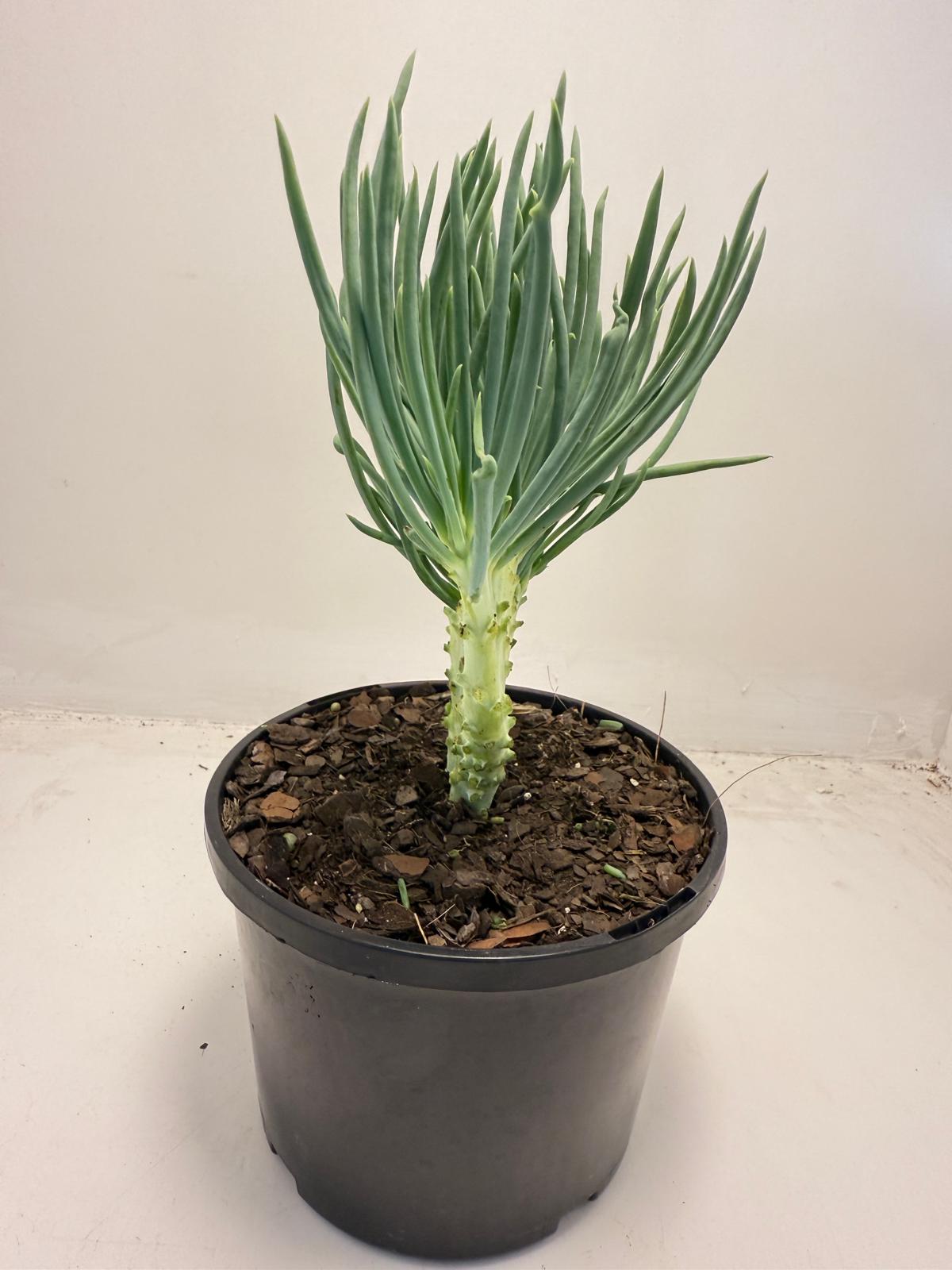 Mermaid Tail : Crested Senecio Talinoides - Narrow Leaf Chalk Stick #509