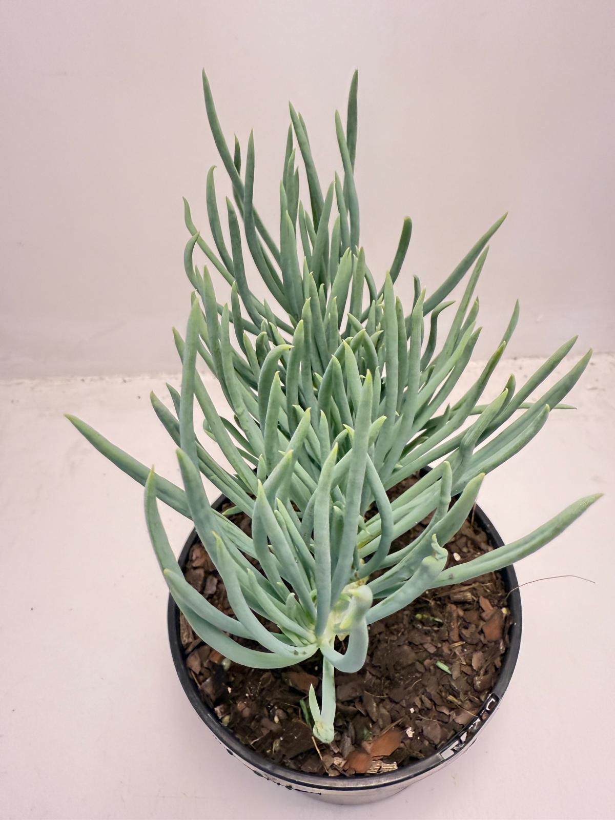 Mermaid Tail : Crested Senecio Talinoides - Narrow Leaf Chalk Stick #509