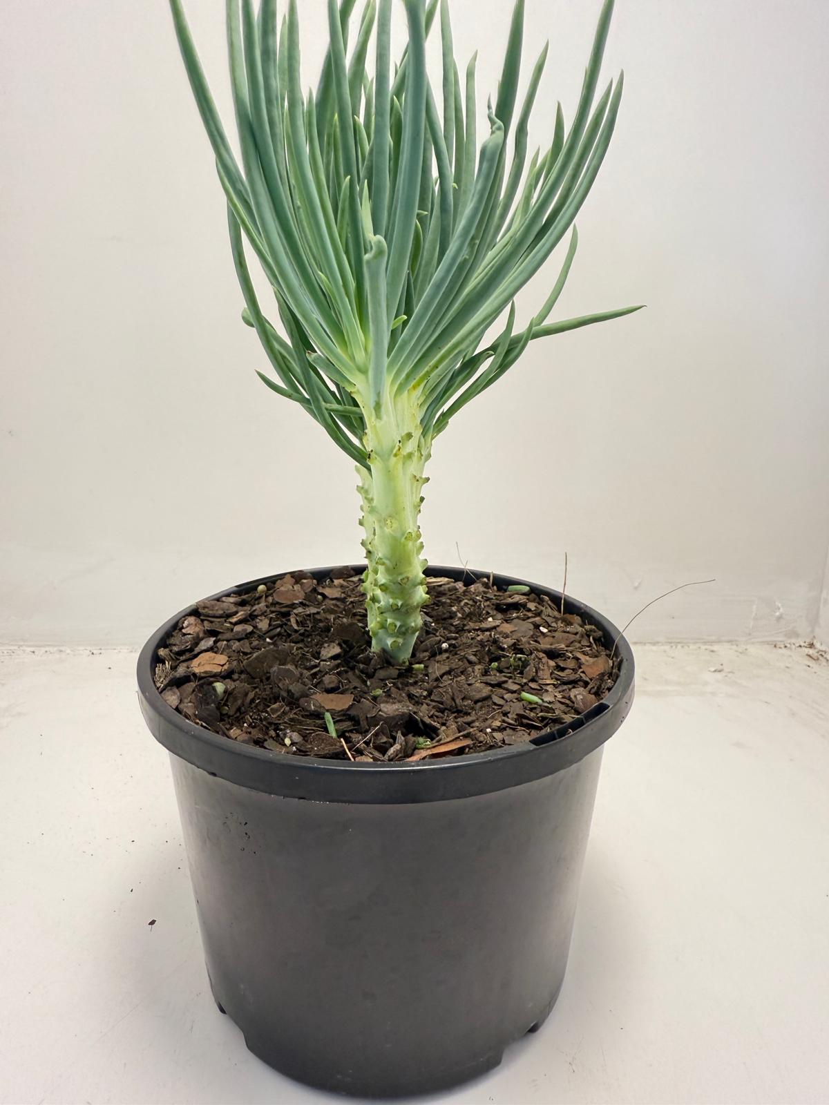 Mermaid Tail : Crested Senecio Talinoides - Narrow Leaf Chalk Stick #509